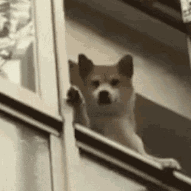 Dog wave